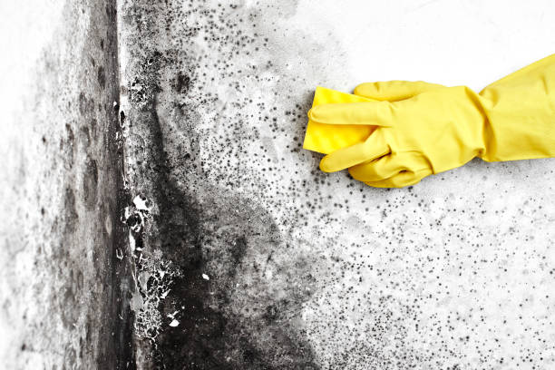 Best Commercial Mold Inspection  in Galesburg, IL
