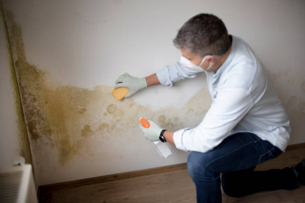 Best Real Estate Mold Inspection  in Galesburg, IL