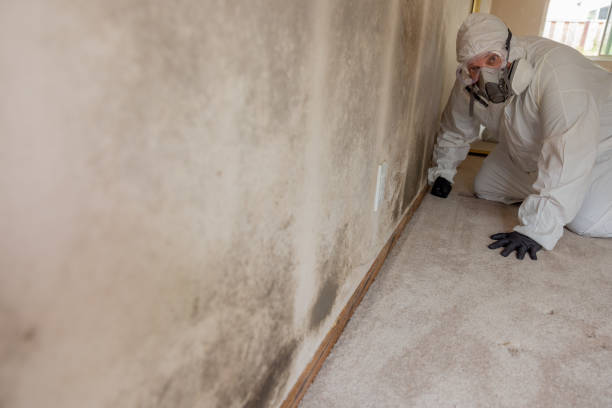 Best Mold Documentation for Insurance Claims  in Galesburg, IL
